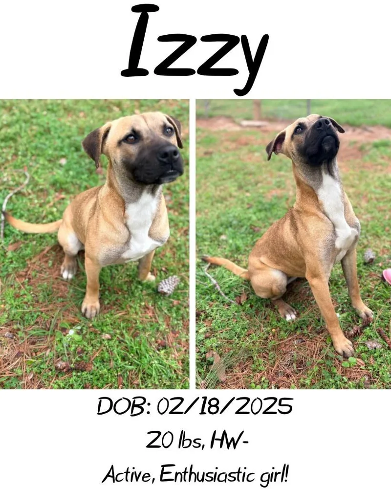Izzy thumbnail 2