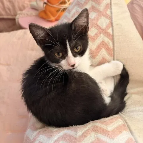 A baby small-sized female Black Domestic Short Hair cat named Rory for adoption in Prescott, AZ