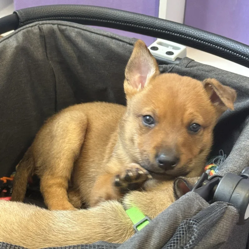A baby small-sized female Golden Cattle Dog dog named Prince for adoption in West Hollywood, CA