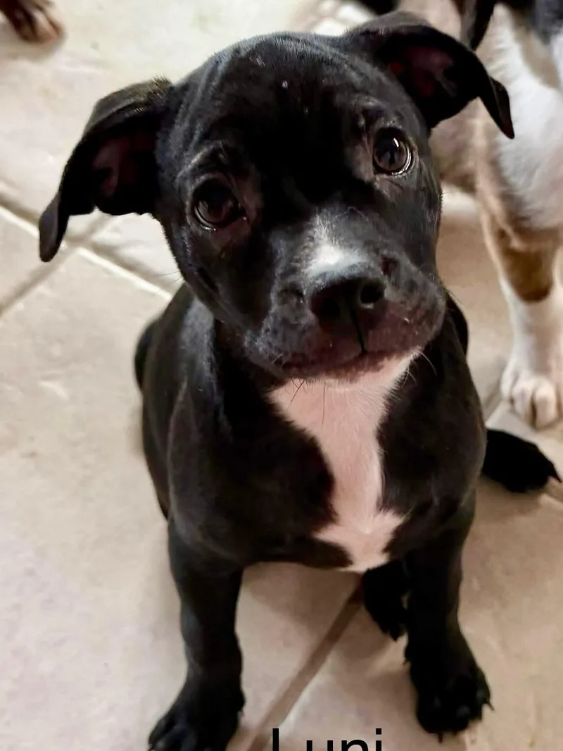 A baby medium-sized female Staffordshire Bull Terrier dog named Lunesta for adoption in Phoenix, AZ