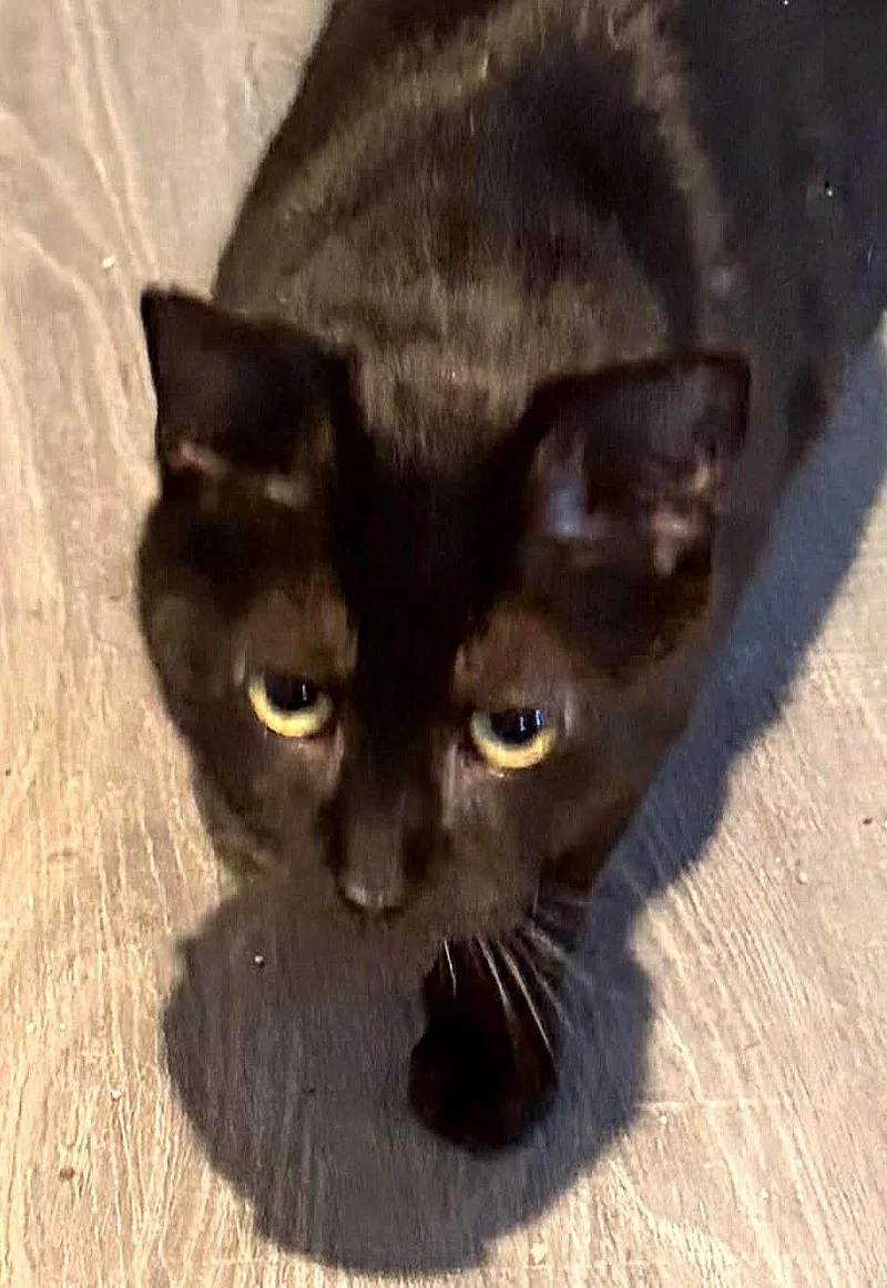 Nugget Nova thumbnail 2