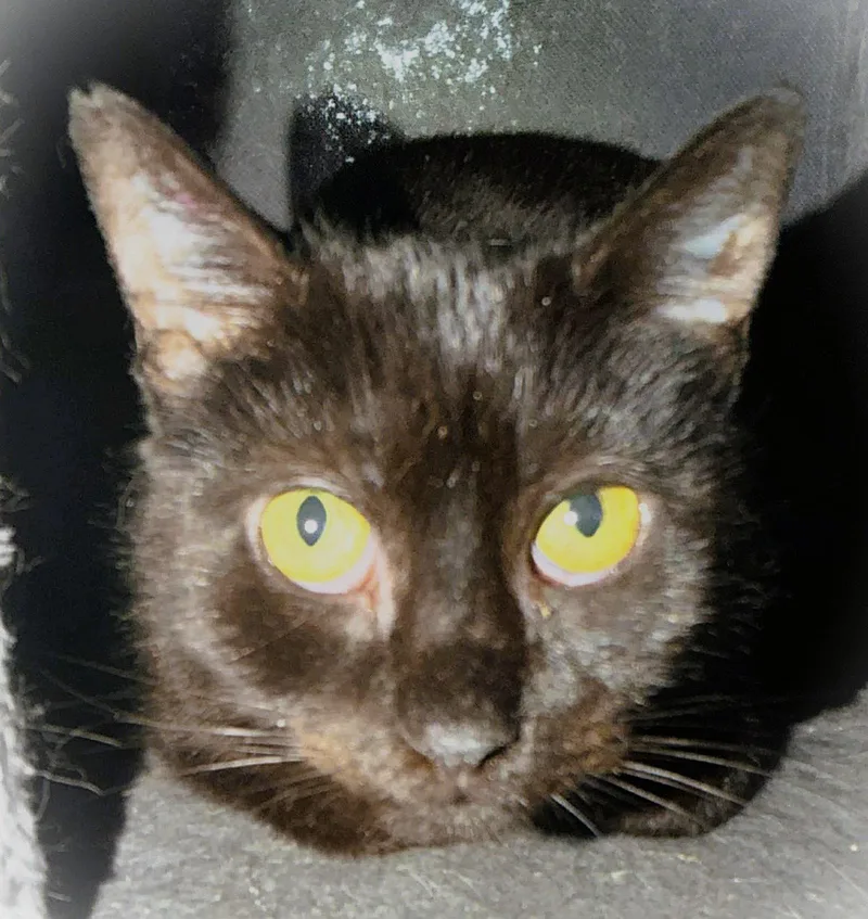 Nugget Nova thumbnail 3