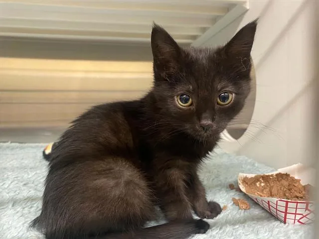 A baby small-sized female Domestic Short Hair cat named Sol for adoption in Tustin, CA