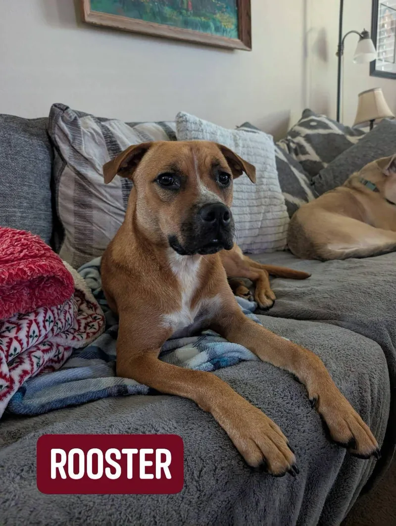 Rooster thumbnail 2