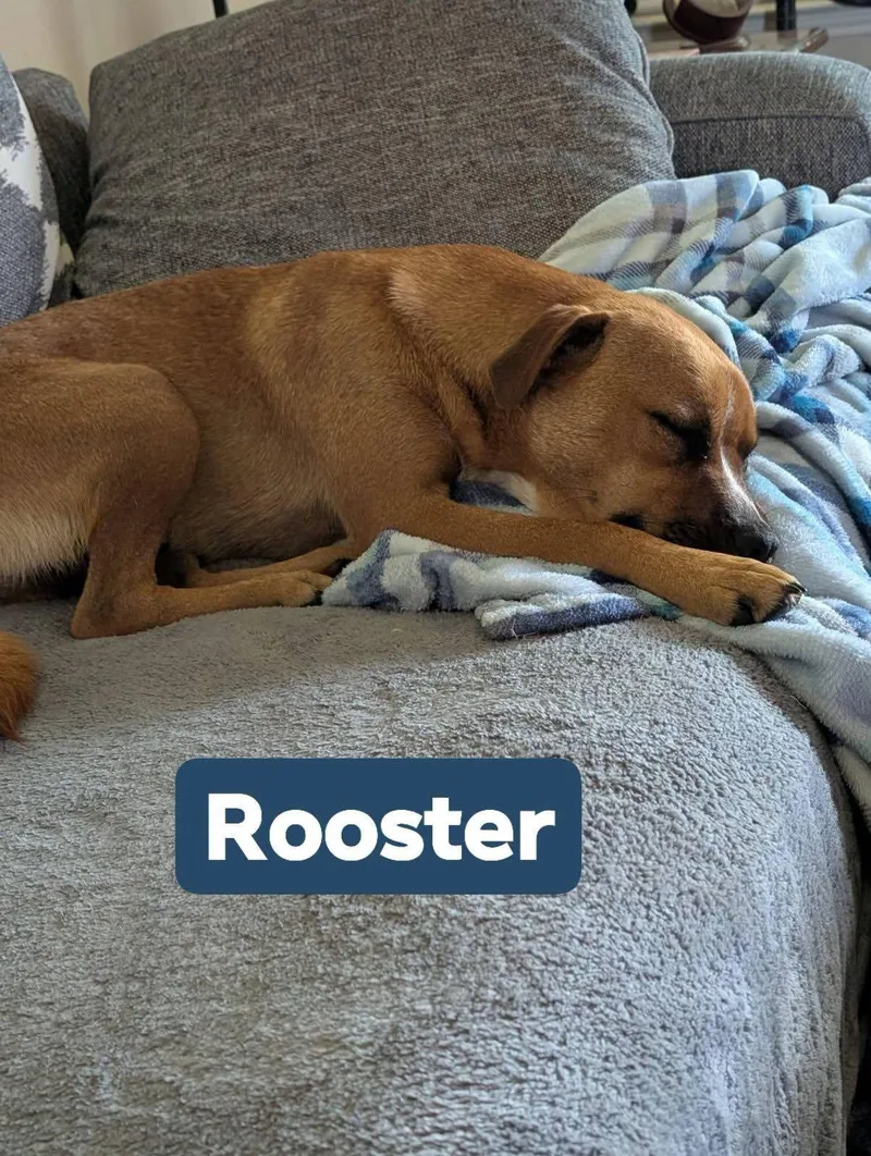 Rooster thumbnail 3
