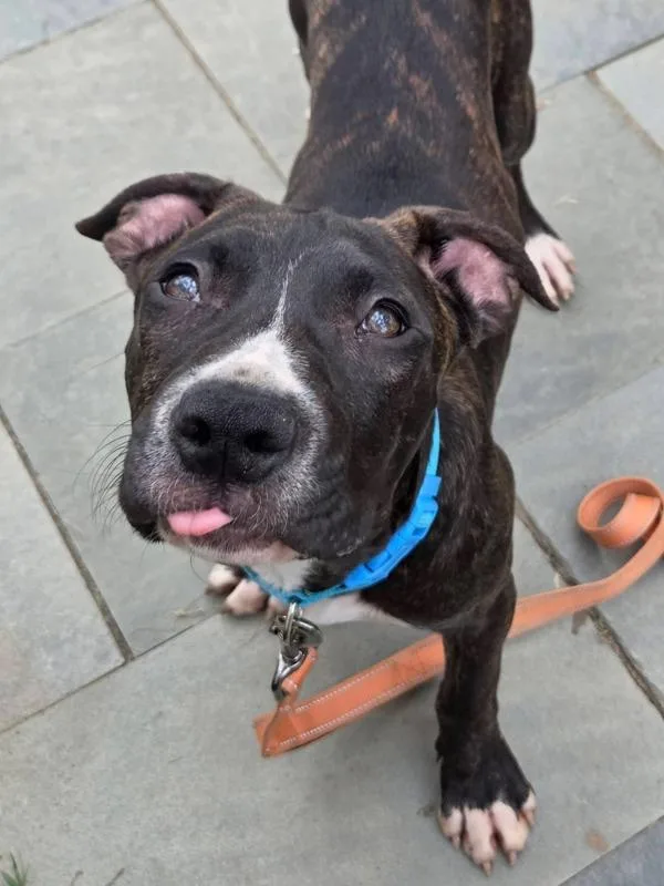 A young medium-sized male Pit Bull Terrier dog named Peanut for adoption in Millersville, MD