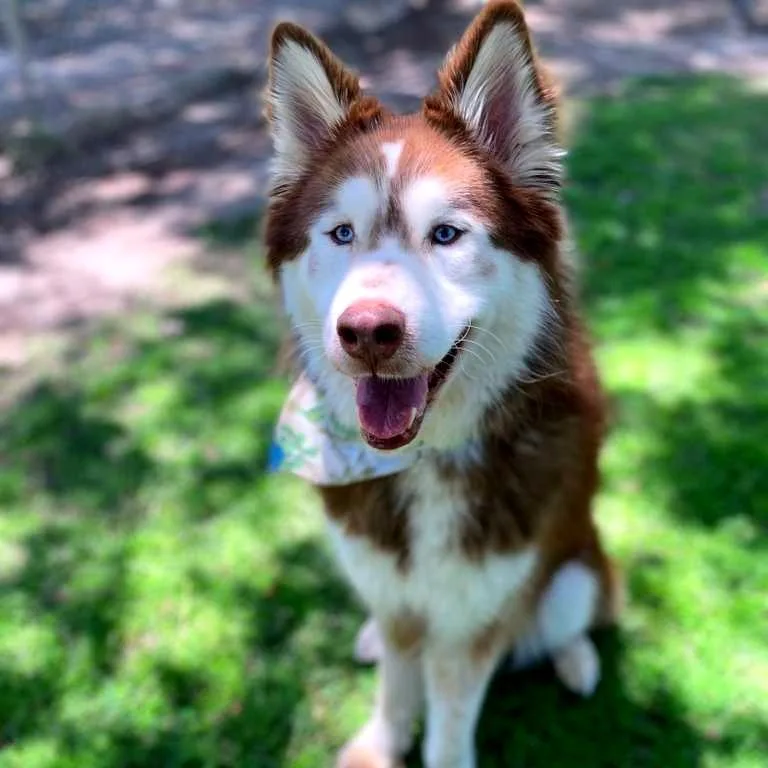 An adult large-sized male Red / Chestnut / Orange Alaskan Malamute dog named Red for adoption in San Jacinto, CA