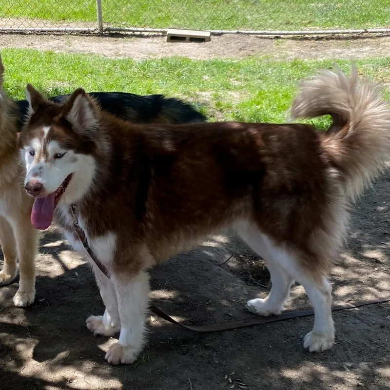 Red thumbnail 2