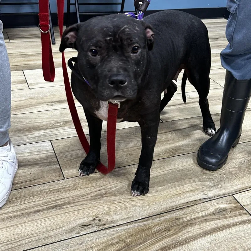 An adult small-sized female Black Pit Bull Terrier dog named Dutchess for adoption in Newark, NJ