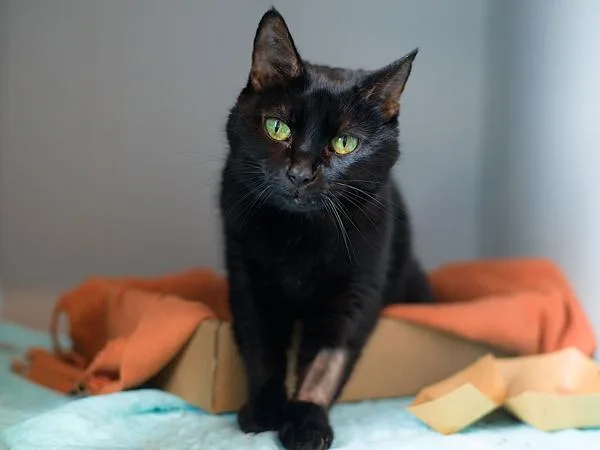 A senior medium-sized female Domestic Short Hair cat named Chocolate Pudding for adoption in Ridgewood, NY