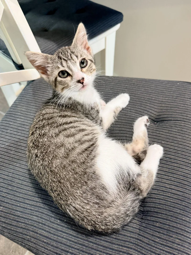 A baby small-sized female Domestic Short Hair cat named Fennec for adoption in Forest Lake, MN