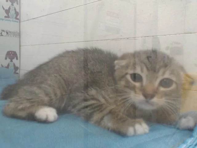 A baby small-sized male Domestic Short Hair cat named Frontier for adoption in Orlando, FL