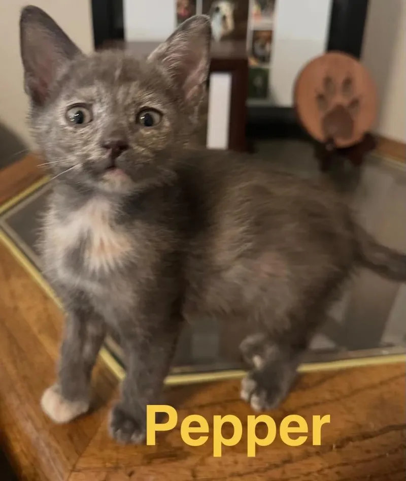 A baby small-sized female Domestic Short Hair cat named Pepper for adoption in Spring, TX