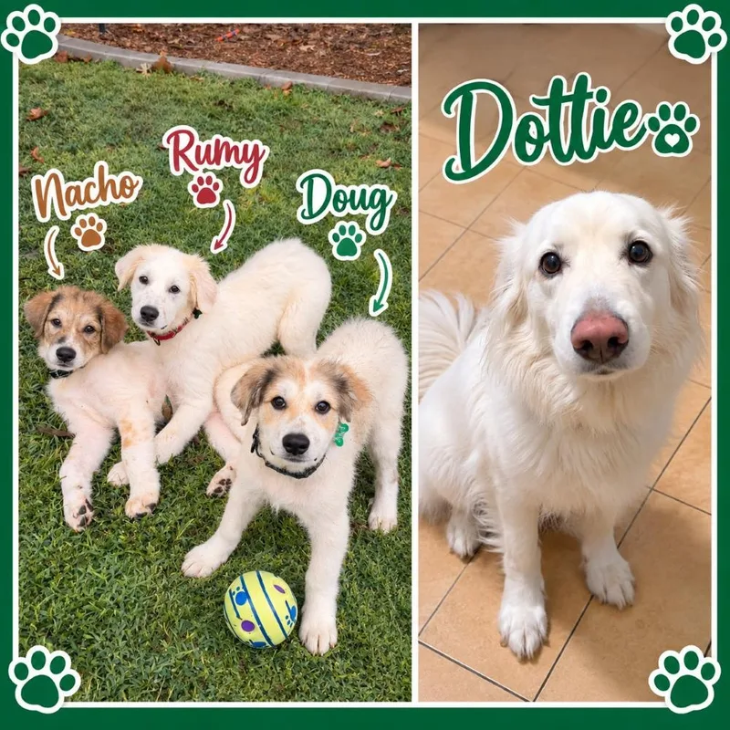 A young large-sized male Great Pyrenees dog named The Rock Litter for adoption in Atlanta, GA