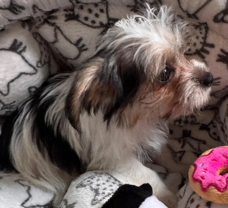 GeoTiny Morkie Puppy!