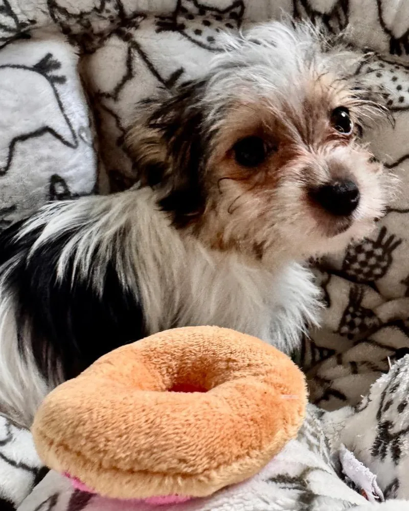 GeoTiny Morkie Puppy! thumbnail 2