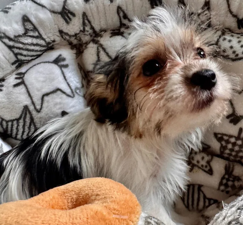 GeoTiny Morkie Puppy! thumbnail 3