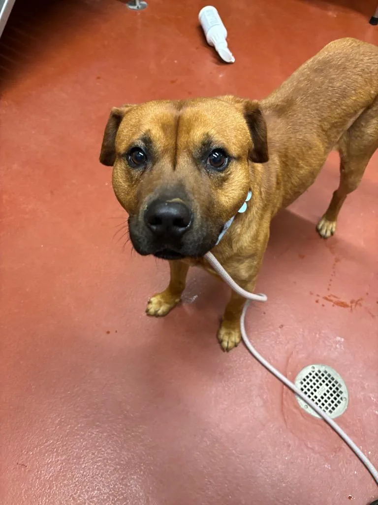 A young medium-sized male Mixed Breed dog named Lou for adoption in Douglasville, GA