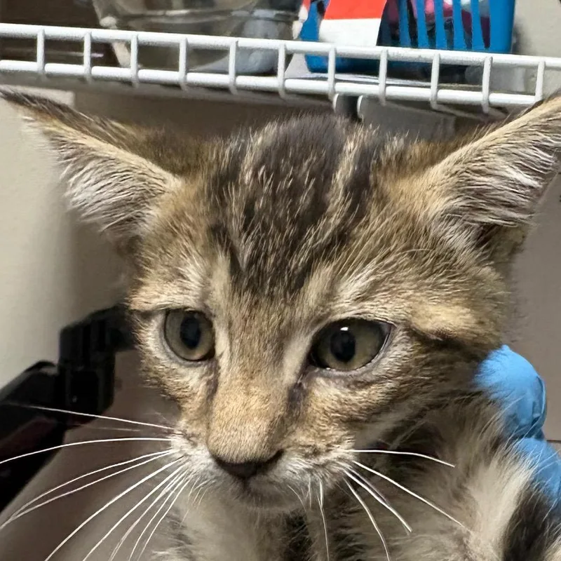 A baby small-sized male Gray / Blue / Silver Domestic Short Hair cat named Mouse for adoption in Yuma, AZ