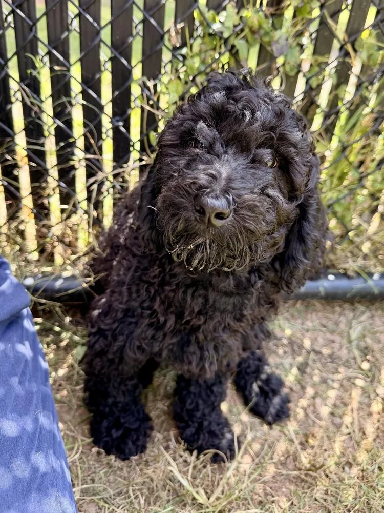 A baby small-sized male Black Goldendoodle dog named Will Turner for adoption in Richmond, TX