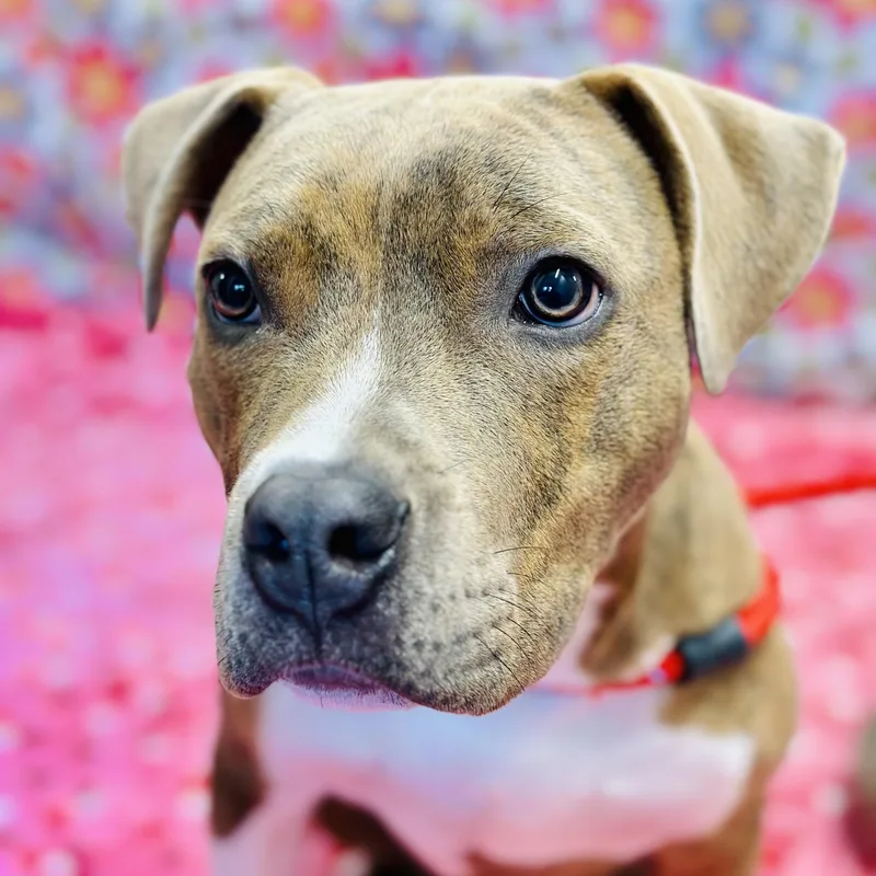 A young medium-sized male Brindle Pit Bull Terrier dog named Stax for adoption in Jackson, NJ