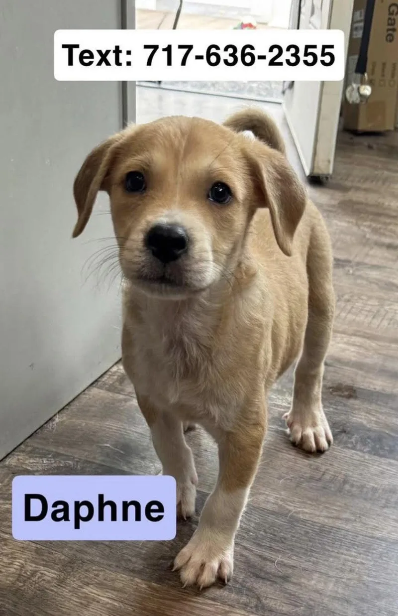 Daphne thumbnail 3
