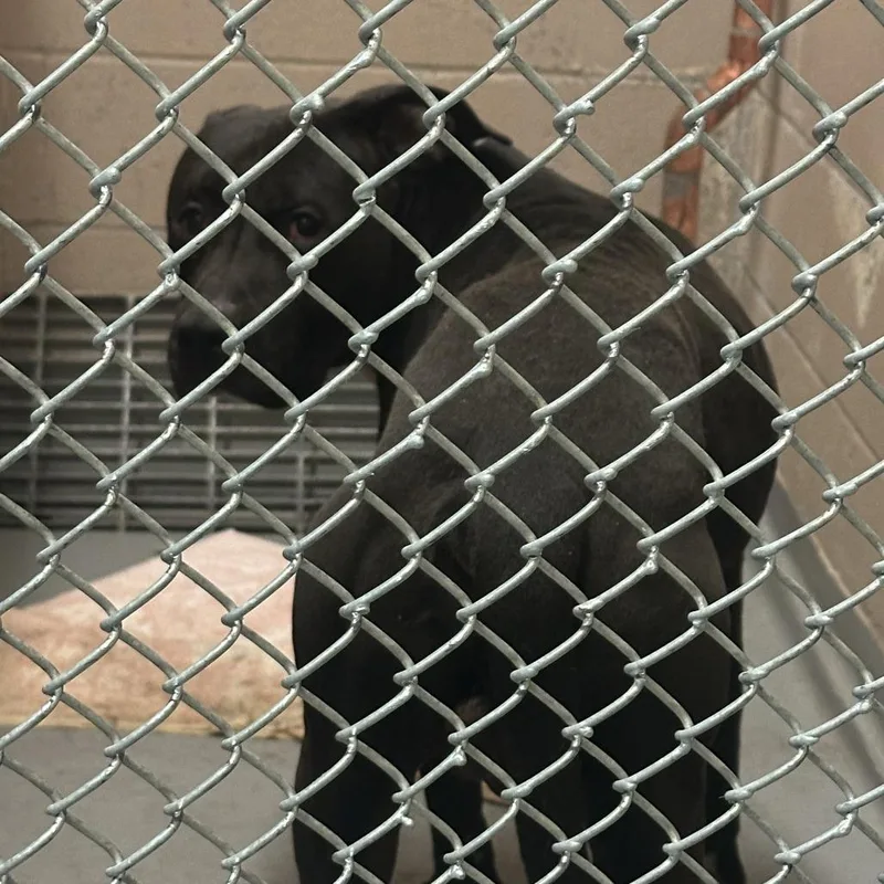 An adult large-sized male Black Mixed Breed dog named Cedar for adoption in Tacoma, WA