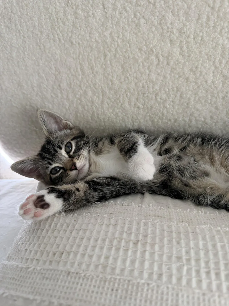 A baby medium-sized female Domestic Short Hair cat named Granite for adoption in Naugatuck, CT