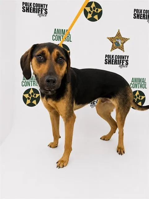 A young medium-sized male Black and Tan Coonhound dog named Lilo for adoption in Winter Haven, FL