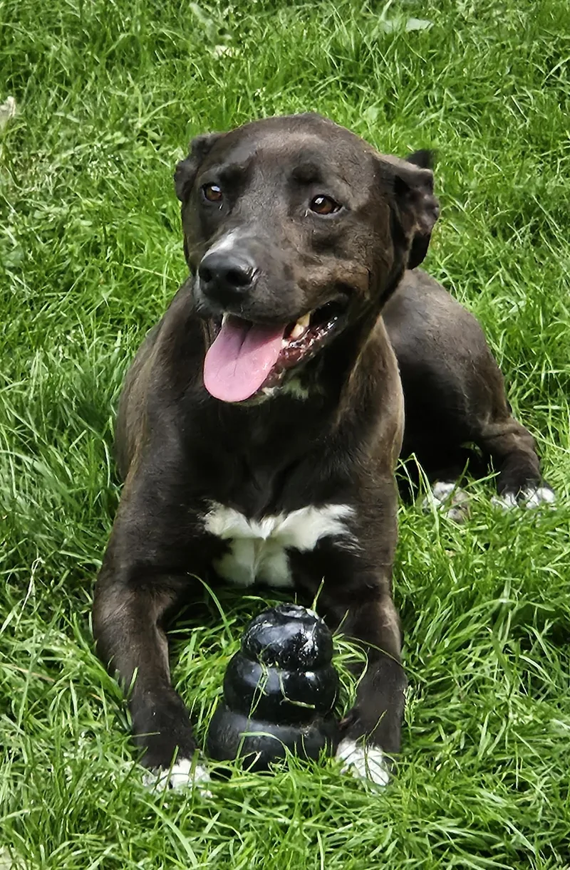 An adult medium-sized female Black Labrador Retriever dog named Piper Marie for adoption in Heathsville, VA