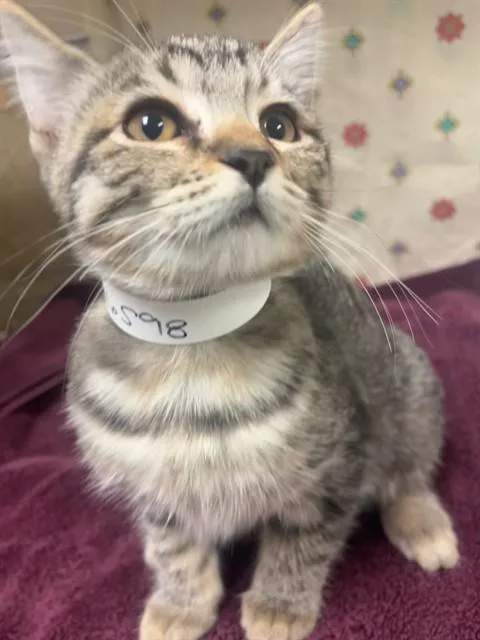 A young small-sized female Domestic Short Hair cat named Poopy for adoption in Riverside, CA