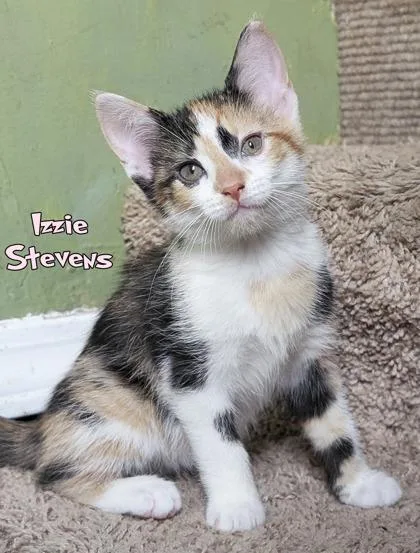 Izzie Stevens