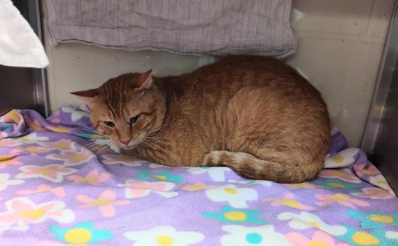 Chuck Working cat