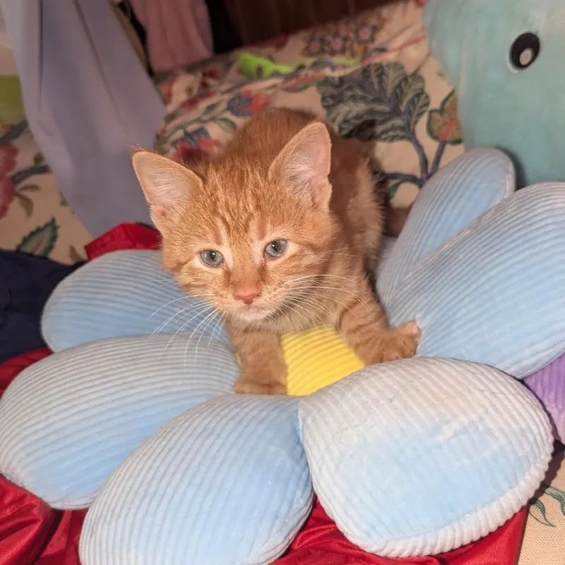 A baby small-sized male Domestic Medium Hair cat named Zane for adoption in Granville, OH