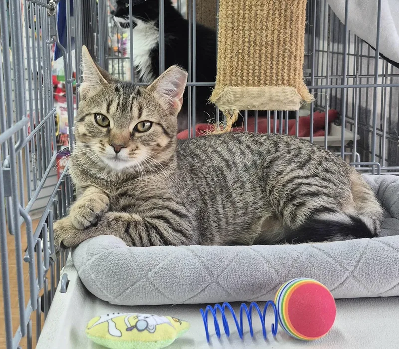 A baby small-sized female Tabby (Brown / Chocolate) Tabby cat named Ruthie for adoption in Raritan, NJ