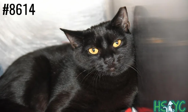 A young medium-sized female Domestic Short Hair cat named Pumptini for adoption in Fort Mill, SC