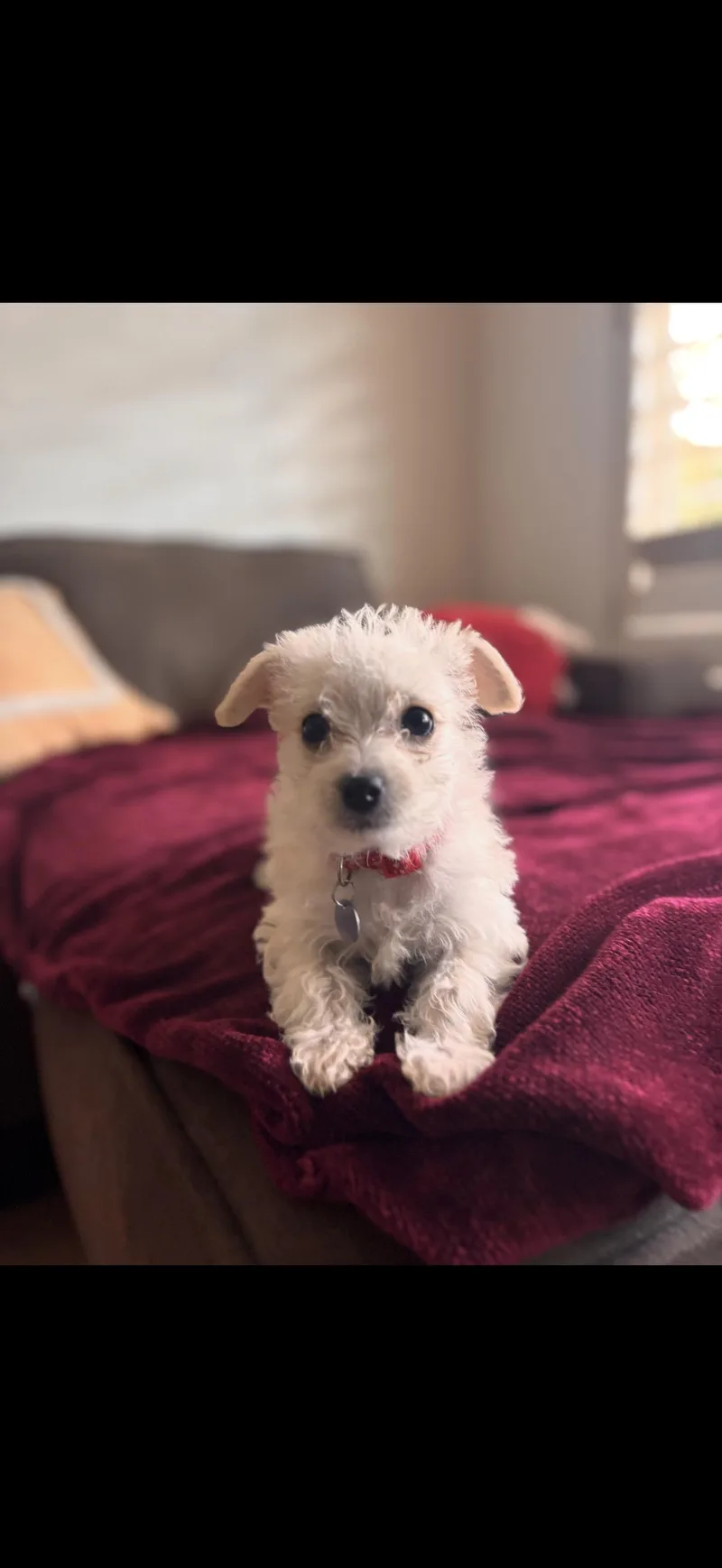 Toffee  The Baby thumbnail 2