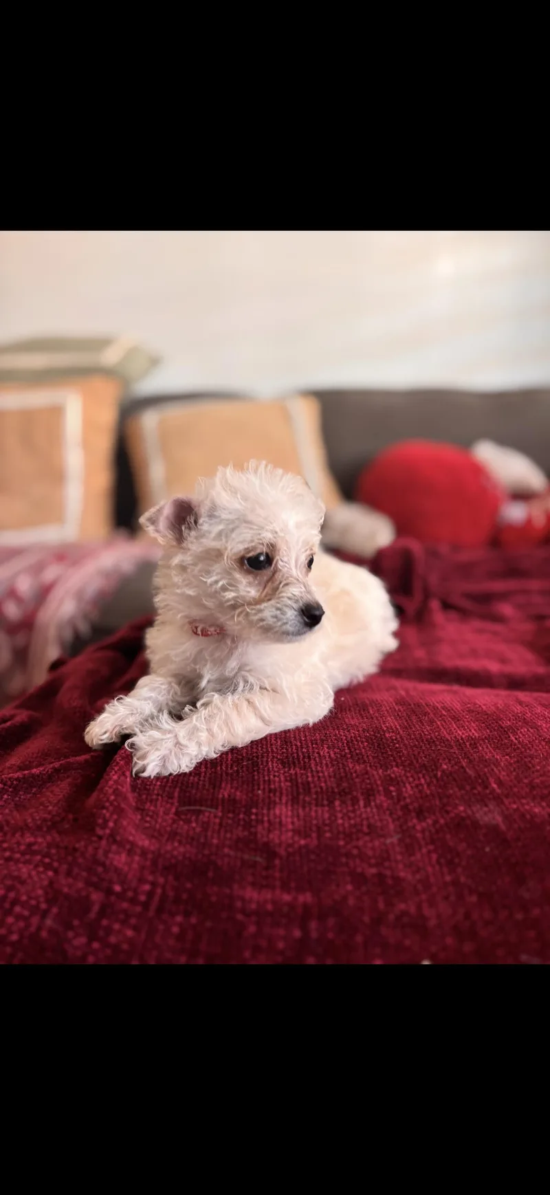 Toffee  The Baby thumbnail 3