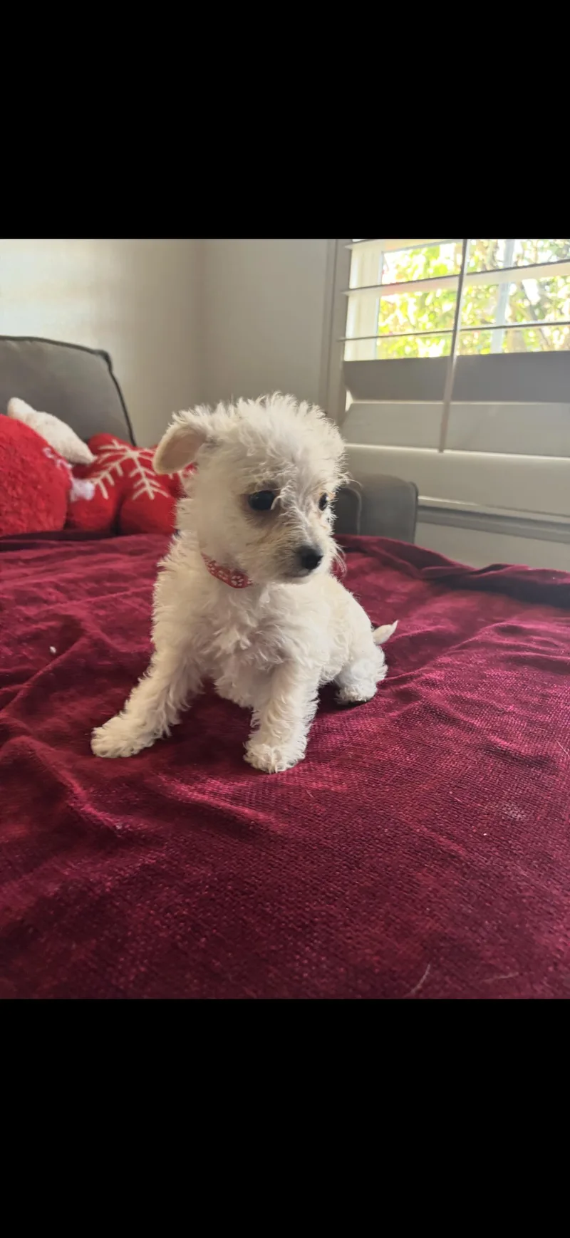 Toffee  The Baby thumbnail 4