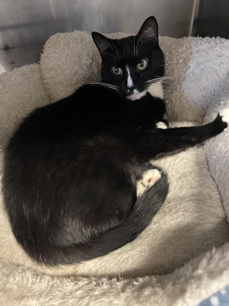 An adult medium-sized female Domestic Short Hair cat named Sedona for adoption in Old Bridge, NJ