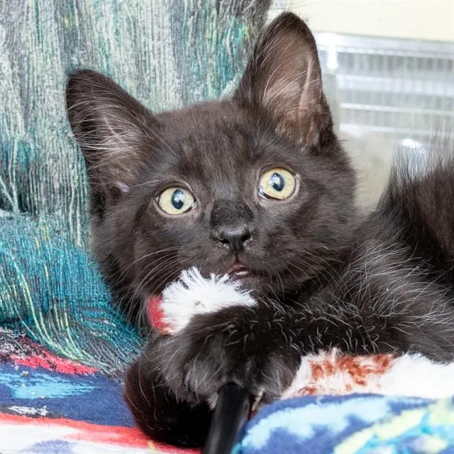 Coal