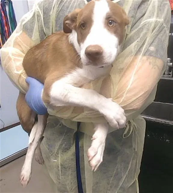 A baby large-sized male Pit Bull Terrier dog named Pepsi for adoption in Phoenix, AZ