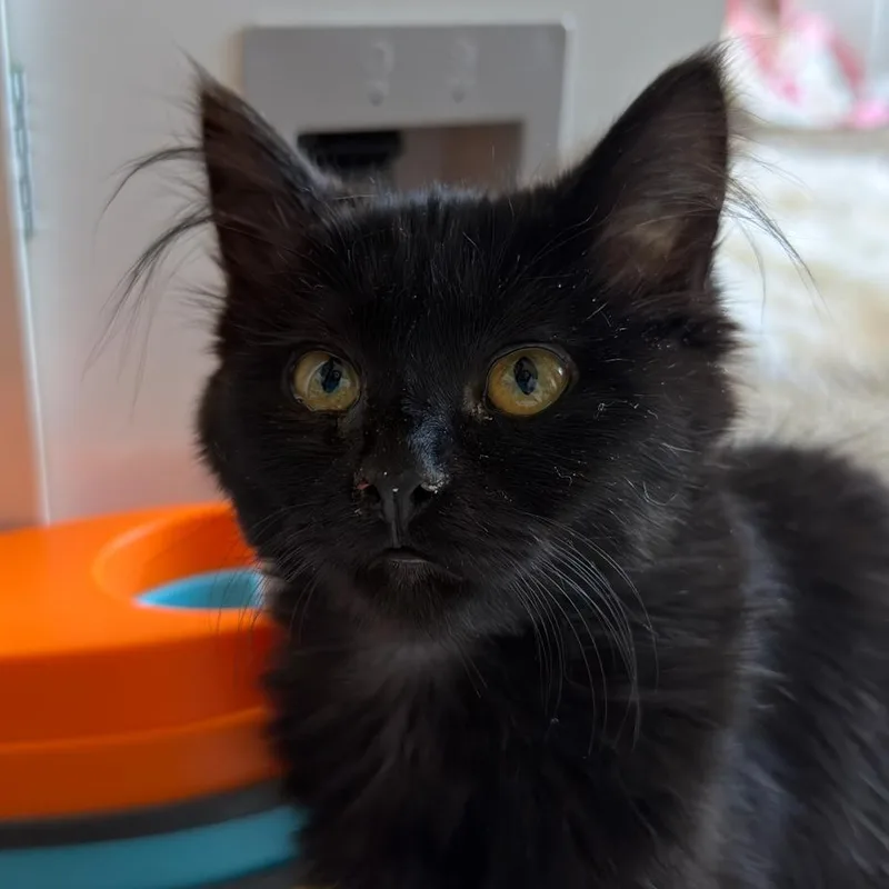 A baby small-sized female Black Domestic Long Hair cat named Millie for adoption in Newberg, OR