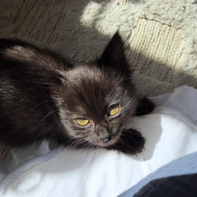 Millie thumbnail 4