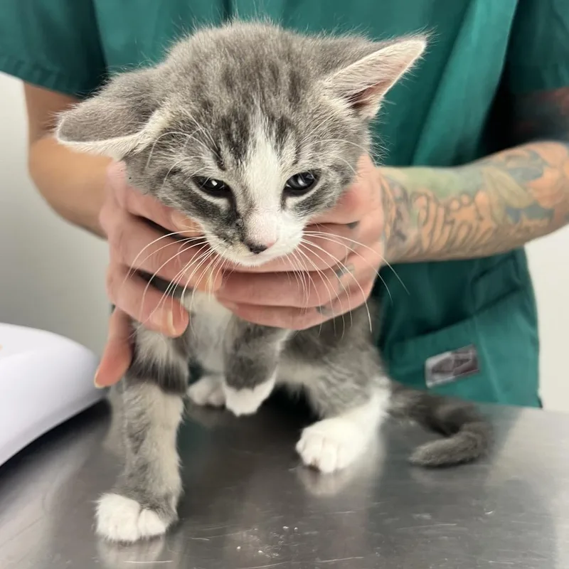 A baby small-sized male White Domestic Short Hair cat named Octavius for adoption in Oneonta, NY