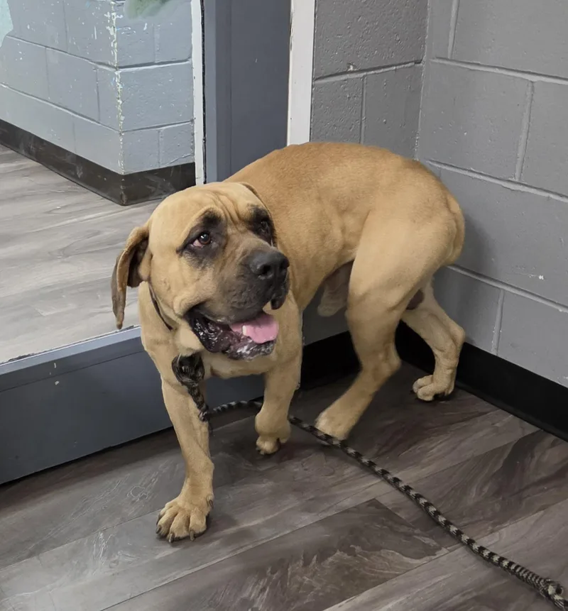 An adult large-sized male Mastiff dog named Merlin for adoption in Trenton, NJ