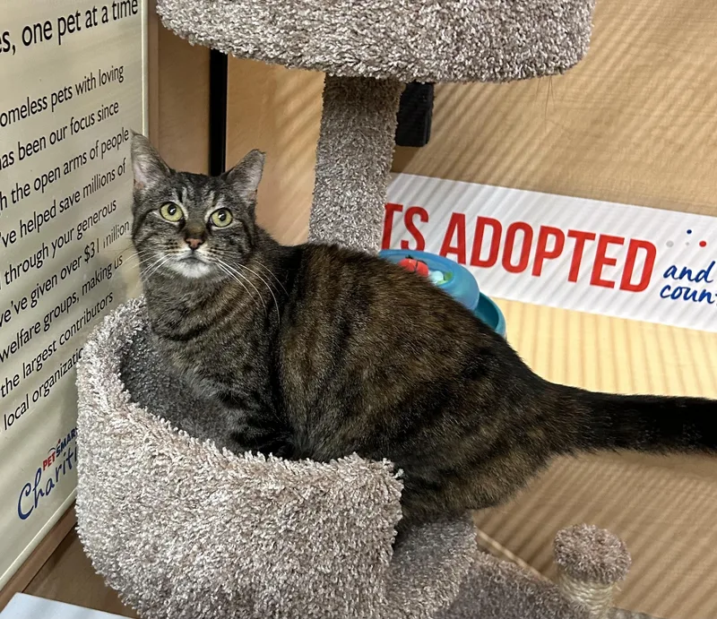 A young medium-sized female Torbie Domestic Short Hair cat named Molly for adoption in Springfield, PA