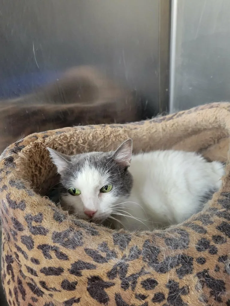 An adult medium-sized female Domestic Short Hair cat named Beebs for adoption in Battle Creek, MI
