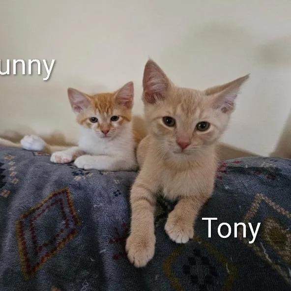 A baby small-sized male Buff / Tan / Fawn Domestic Short Hair cat named Tony for adoption in Traverse City, MI