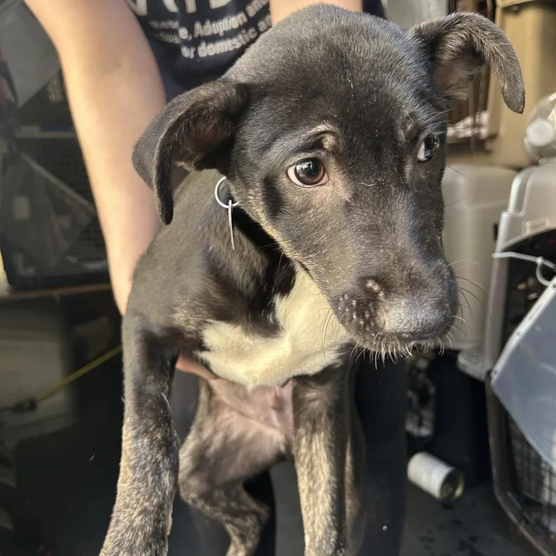 A baby medium-sized female Black Shepherd dog named Iggy for adoption in Point Richmond, CA